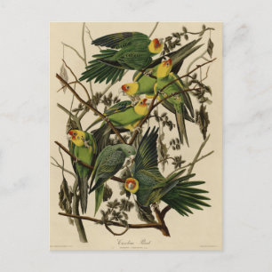 Carte Postale Carolina Parrot de Audubon's Birds of America