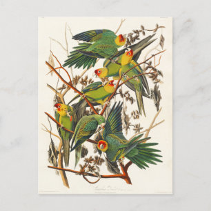 Carte Postale Carolina Parrot John Audubon