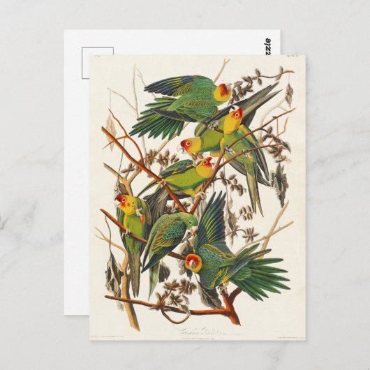 Carte Postale Carolina Parrot John Audubon (Devant / Derrière)