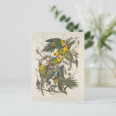 Carte Postale Carolina Parrot - John James Audubon (1827-1838) (Debout devant)