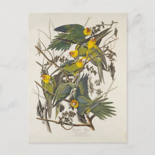 Carte Postale Carolina Parrot - John James Audubon (1827-1838) (Devant)