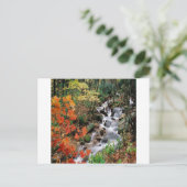 Carte Postale Carolina Stream (Debout devant)