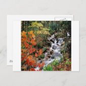 Carte Postale Carolina Stream (Devant / Derrière)