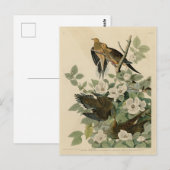 Carte Postale Carolina Turtle Dove Mourning Dove Audubon's Birds (Devant / Derrière)
