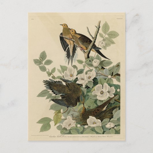 Carte Postale Carolina Turtle Dove Mourning Dove Audubon's Birds (Devant)