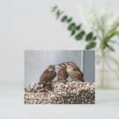 Carte Postale Carolina Wren (Debout devant)