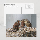 Carte Postale Carolina Wren (Devant / Derrière)