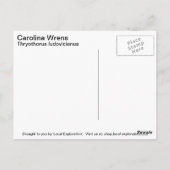 Carte Postale Carolina Wren (Dos)
