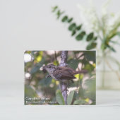 Carte Postale Carolina Wren (Debout devant)