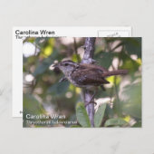 Carte Postale Carolina Wren (Devant / Derrière)