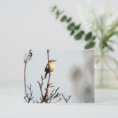 Carte Postale Carolina Wren (Debout devant)