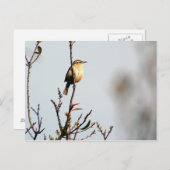 Carte Postale Carolina Wren (Devant / Derrière)