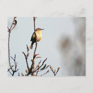 Carte Postale Carolina Wren