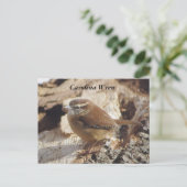 Carte Postale Carolina Wren (Debout devant)
