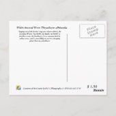 Carte Postale Carolina Wren (Dos)