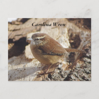 Carte Postale Carolina Wren