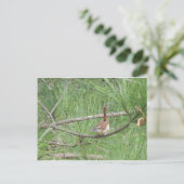 Carte Postale Carolina Wren in Pine Tree (Debout devant)