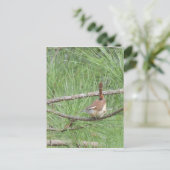 Carte Postale Carolina Wren in Pine Tree (Debout devant)