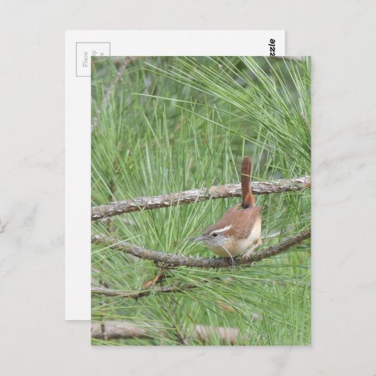 Carte Postale Carolina Wren in Pine Tree (Devant / Derrière)