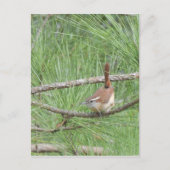 Carte Postale Carolina Wren in Pine Tree (Devant)