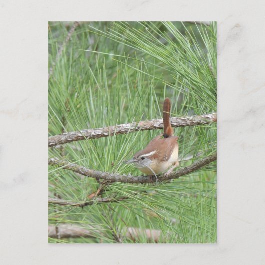 Carte Postale Carolina Wren in Pine Tree (Devant)