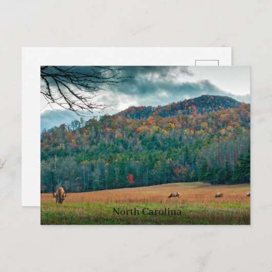 Carte Postale Caroline du Nord pittoresque prairie avec wapitis (Devant / Derrière)