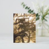 Carte Postale Caroline du Sud (Debout devant)