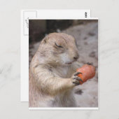 Carte Postale Carotte (Devant / Derrière)