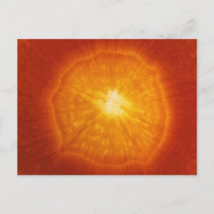 Carte Postale Carotte