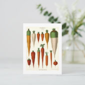 Carte Postale Carottes (Debout devant)