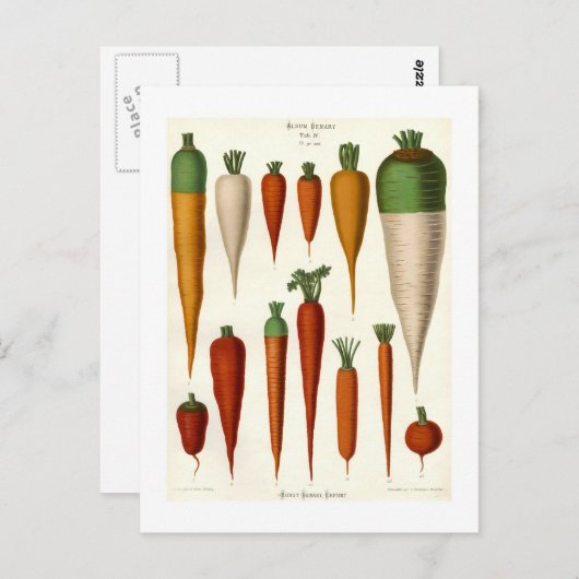 Carte Postale Carottes (Devant / Derrière)