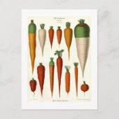 Carte Postale Carottes (Devant)