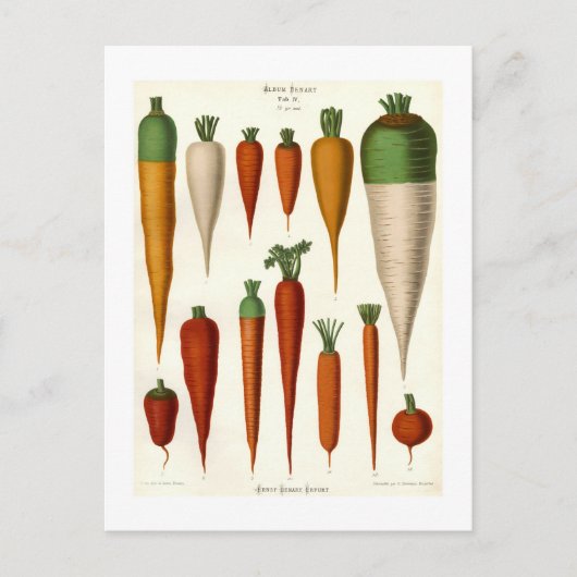 Carte Postale Carottes (Devant)