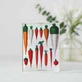 Carte Postale Carottes (Debout devant)