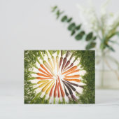 Carte Postale Carottes de plusieurs couleurs (Debout devant)