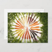 Carte Postale Carottes de plusieurs couleurs (Devant / Derrière)