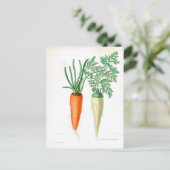 Carte Postale Carottes Vintage Impression Botanique (Debout devant)