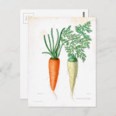 Carte Postale Carottes Vintage Impression Botanique (Devant / Derrière)