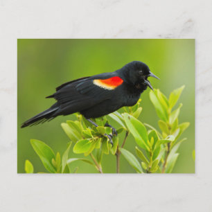 Carte Postale Carouge à épaulettes (Agelaius Phoeniceus)