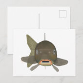 Carte Postale Carpe commune - Tête de poisson (Devant / Derrière)