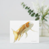 Carte Postale Carpe (Cyprinus carpio) (Debout devant)