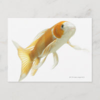 Carpe (Cyprinus carpio)