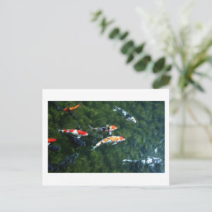 Carte Postale Carpe Koi : Japon