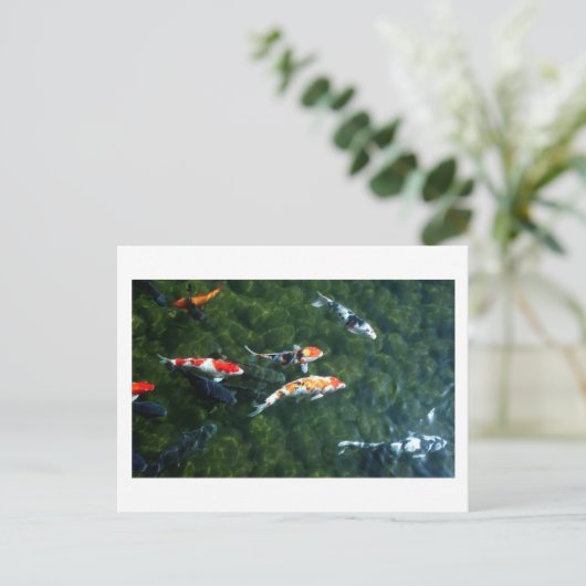 Carte Postale Carpe Koi : Japon (Debout devant)