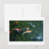 Carte Postale Carpe Koi : Japon (Devant / Derrière)