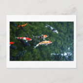 Carte Postale Carpe Koi : Japon (Devant)