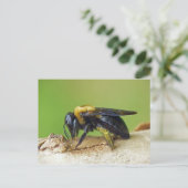 Carte Postale Carpenter Bee. (Debout devant)