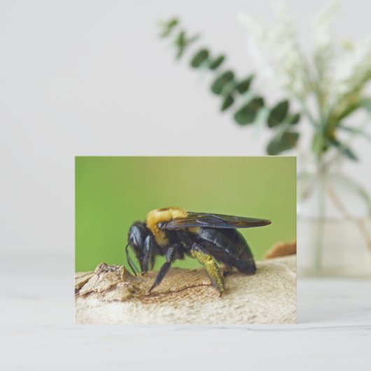 Carte Postale Carpenter Bee. (Debout devant)