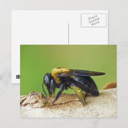 Carte Postale Carpenter Bee. (Devant / Derrière)