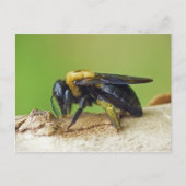Carte Postale Carpenter Bee. (Devant)